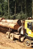 Logging Renault Trucks in Cameroon